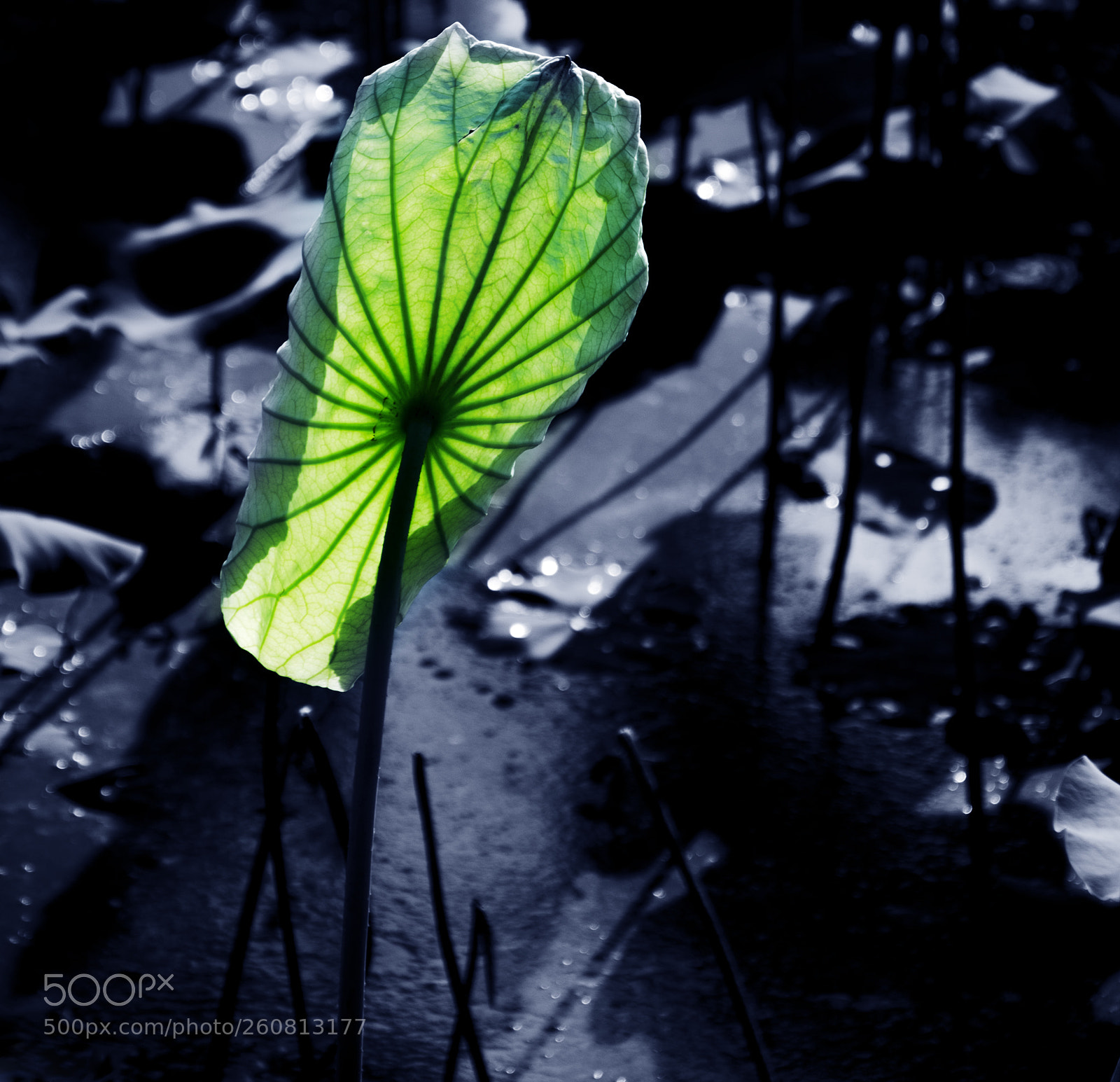 Nikon D7000 sample photo. Lotus leaf photography
