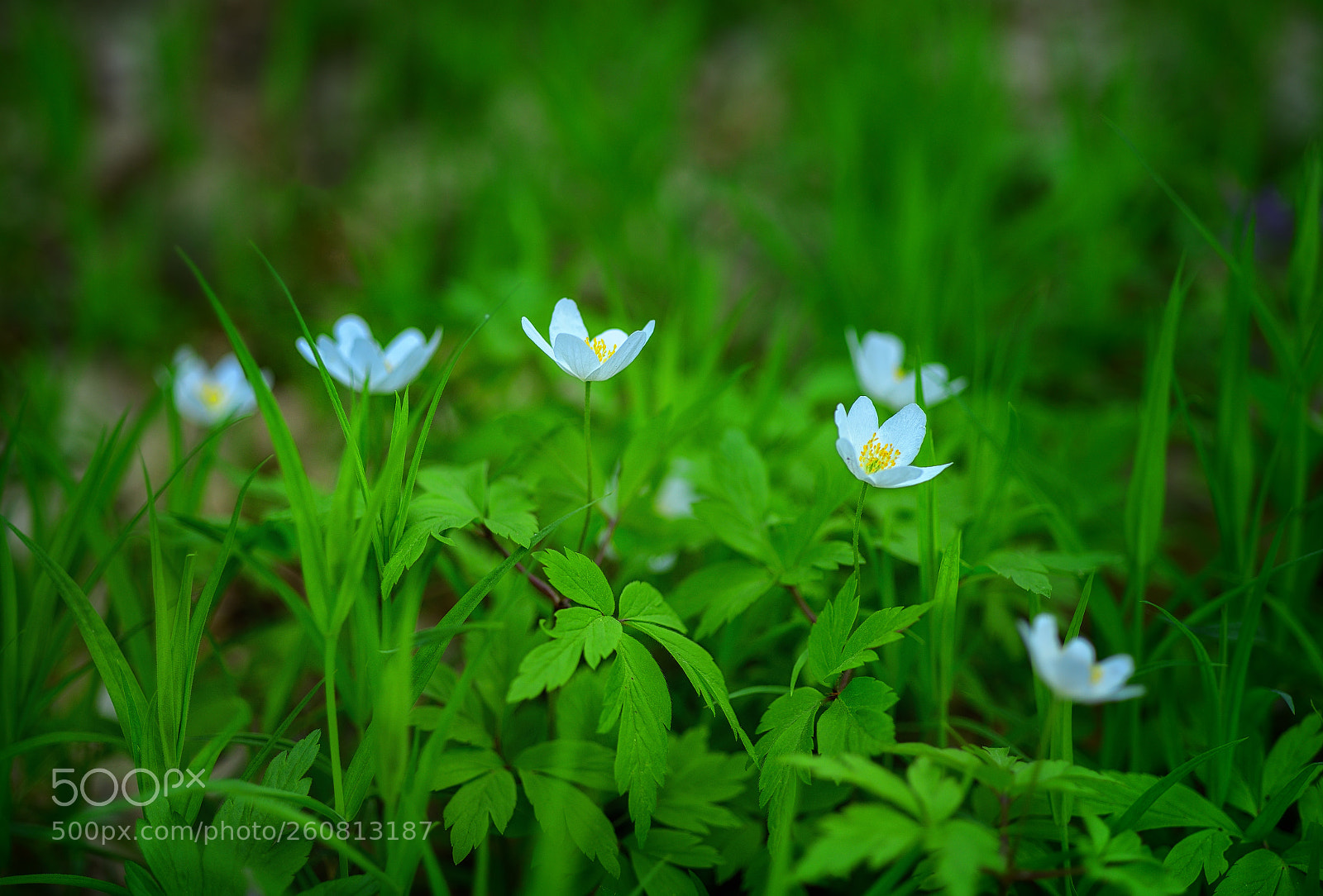 Nikon D800E sample photo. Small flowers photography