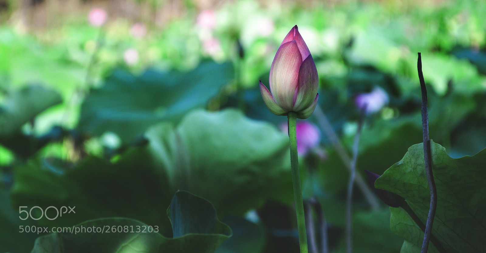 Nikon D7000 sample photo. Lotus bud photography