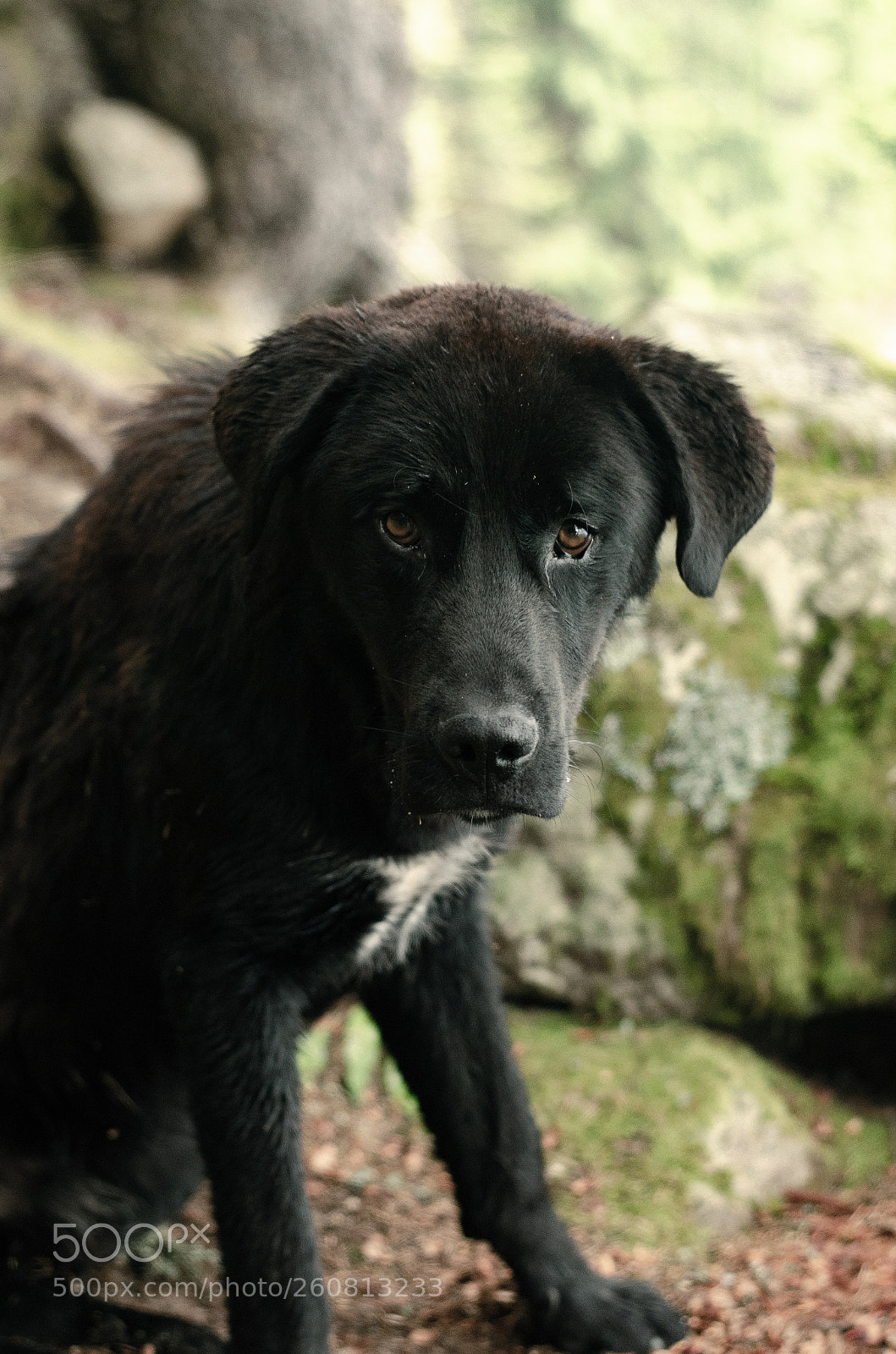 Nikon D5100 sample photo. Sadness in his eyes photography