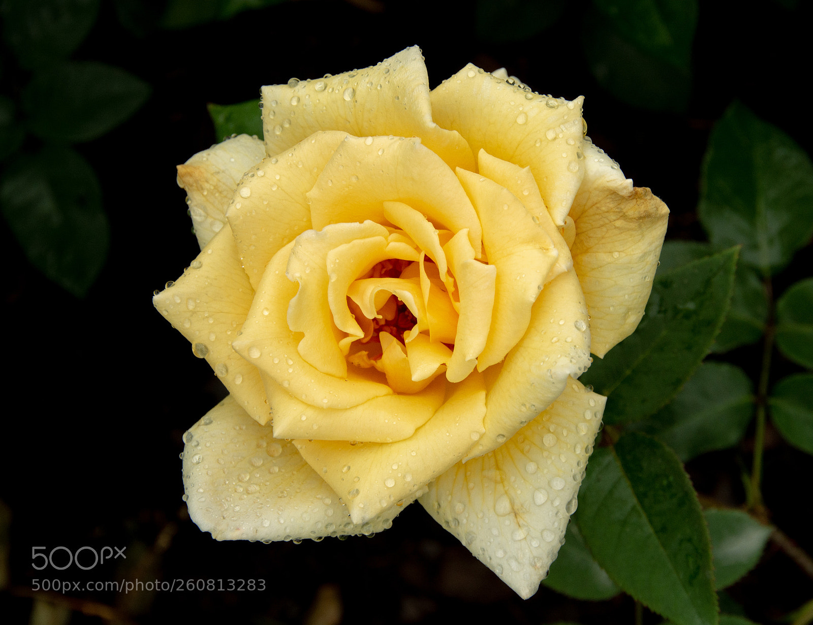 Nikon D7100 sample photo. Eclipse rose photography