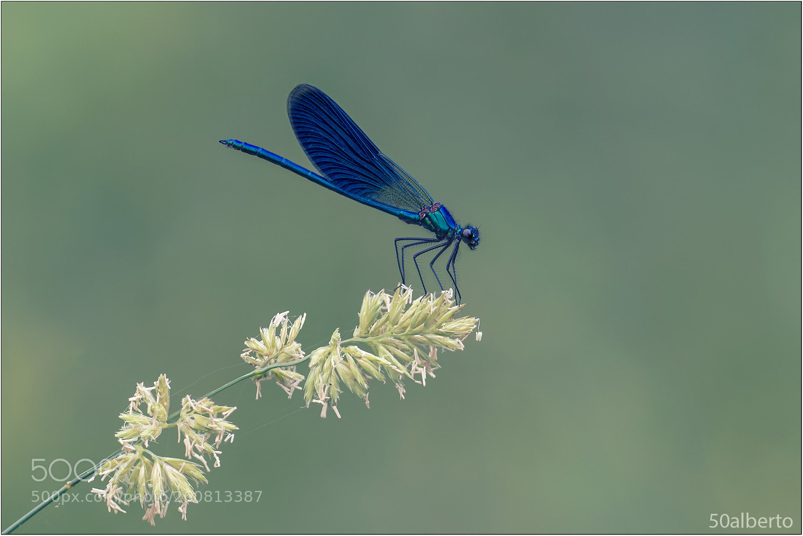 Nikon D610 sample photo. Damigella photography