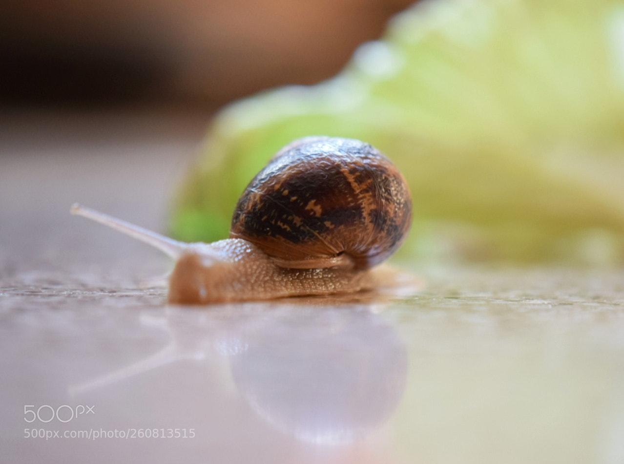 Nikon D5300 sample photo. Caracol photography