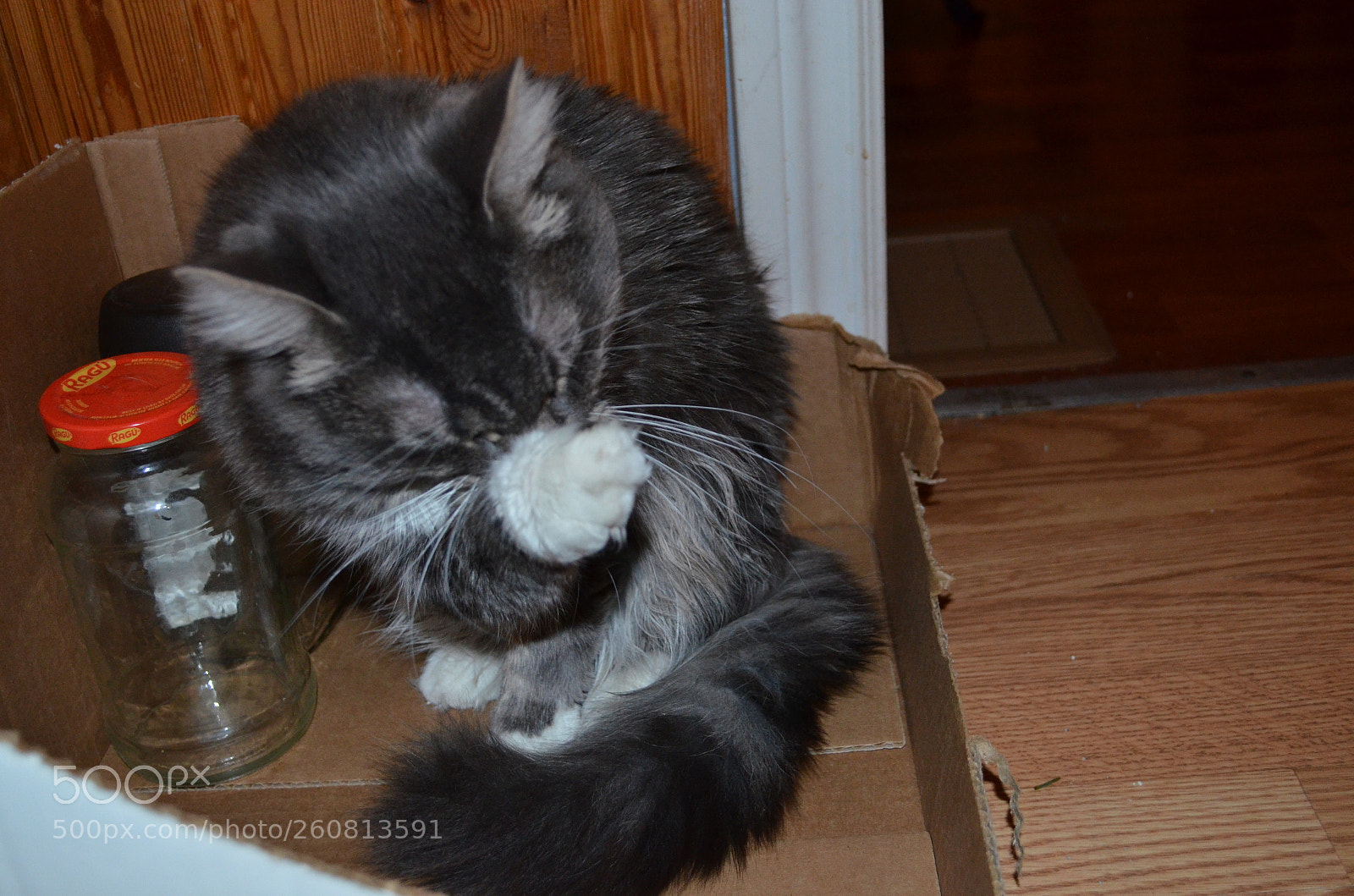 Nikon D5100 sample photo. Denika hamlyn nature shots photography