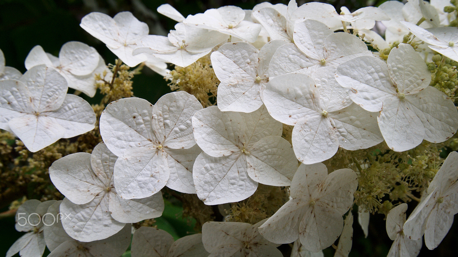 Sony Alpha NEX-3N sample photo. 🌺flowers photography