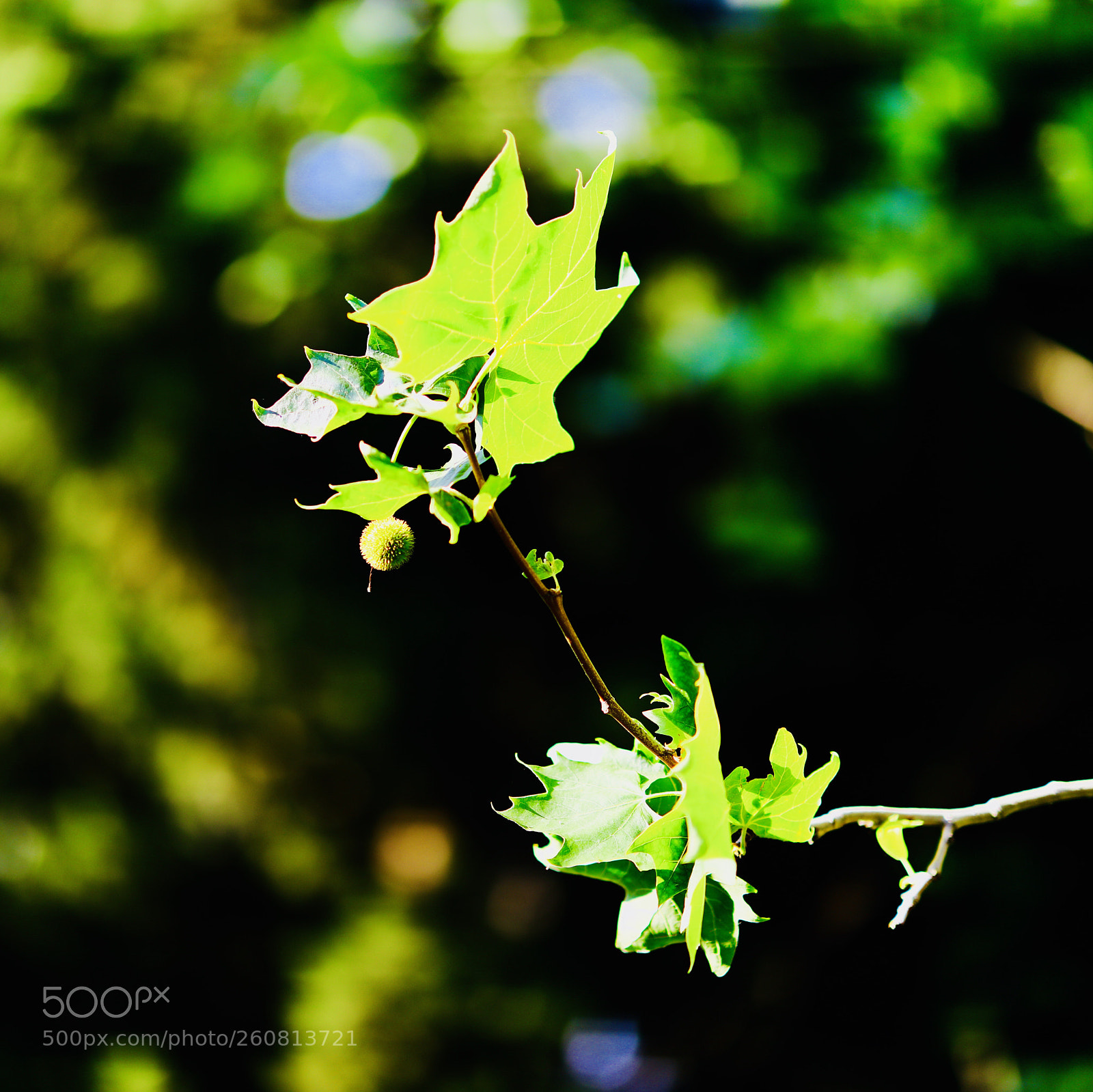 Canon EOS 5DS sample photo. Epicurean photography