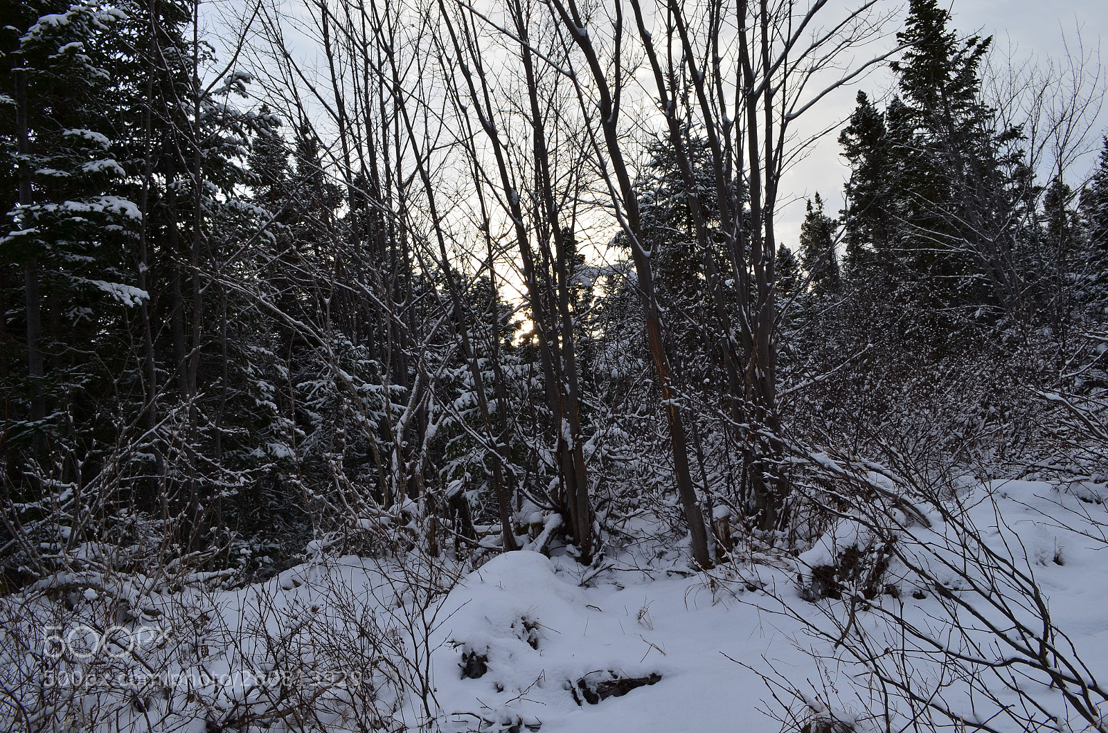Nikon D5100 sample photo. Denika hamlyn nature shots photography
