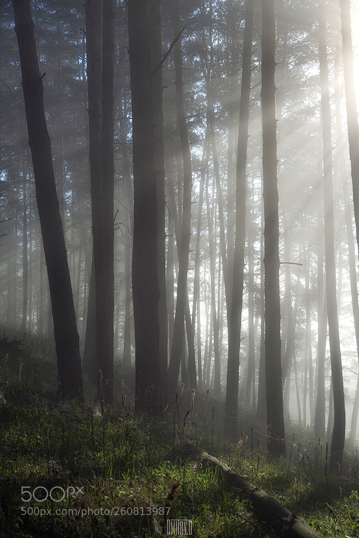 Nikon D800 sample photo. Morning light photography
