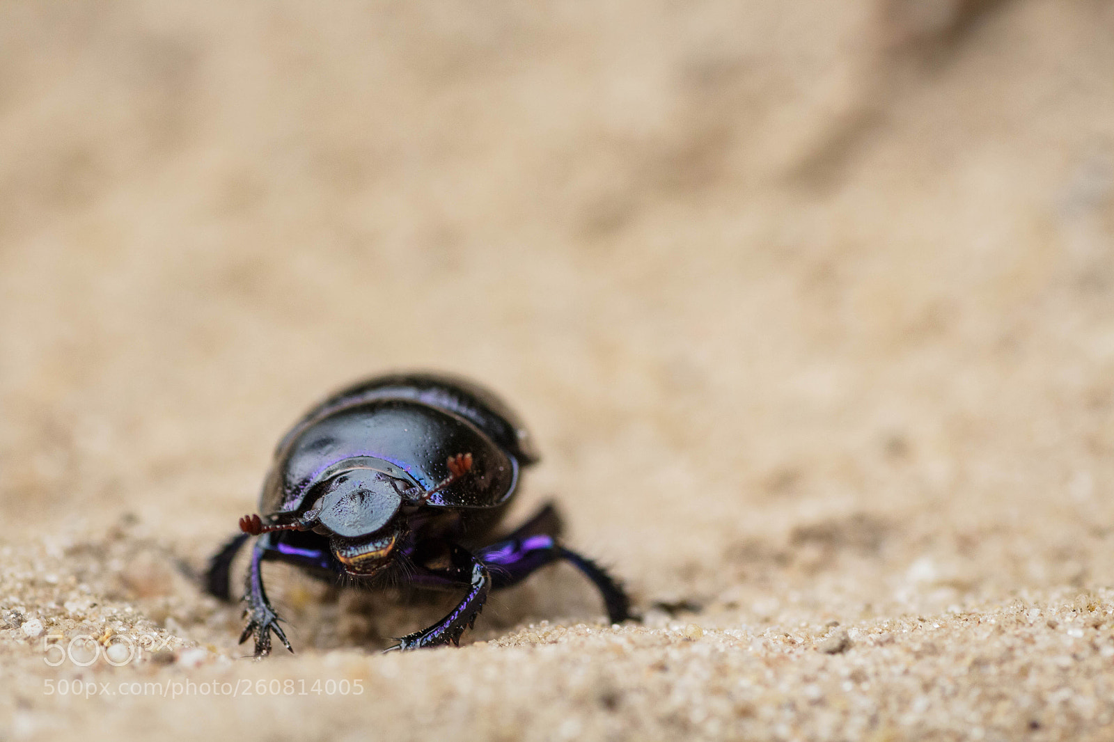 Canon EOS 700D (EOS Rebel T5i / EOS Kiss X7i) sample photo. Anoplotrupes stercorosus photography