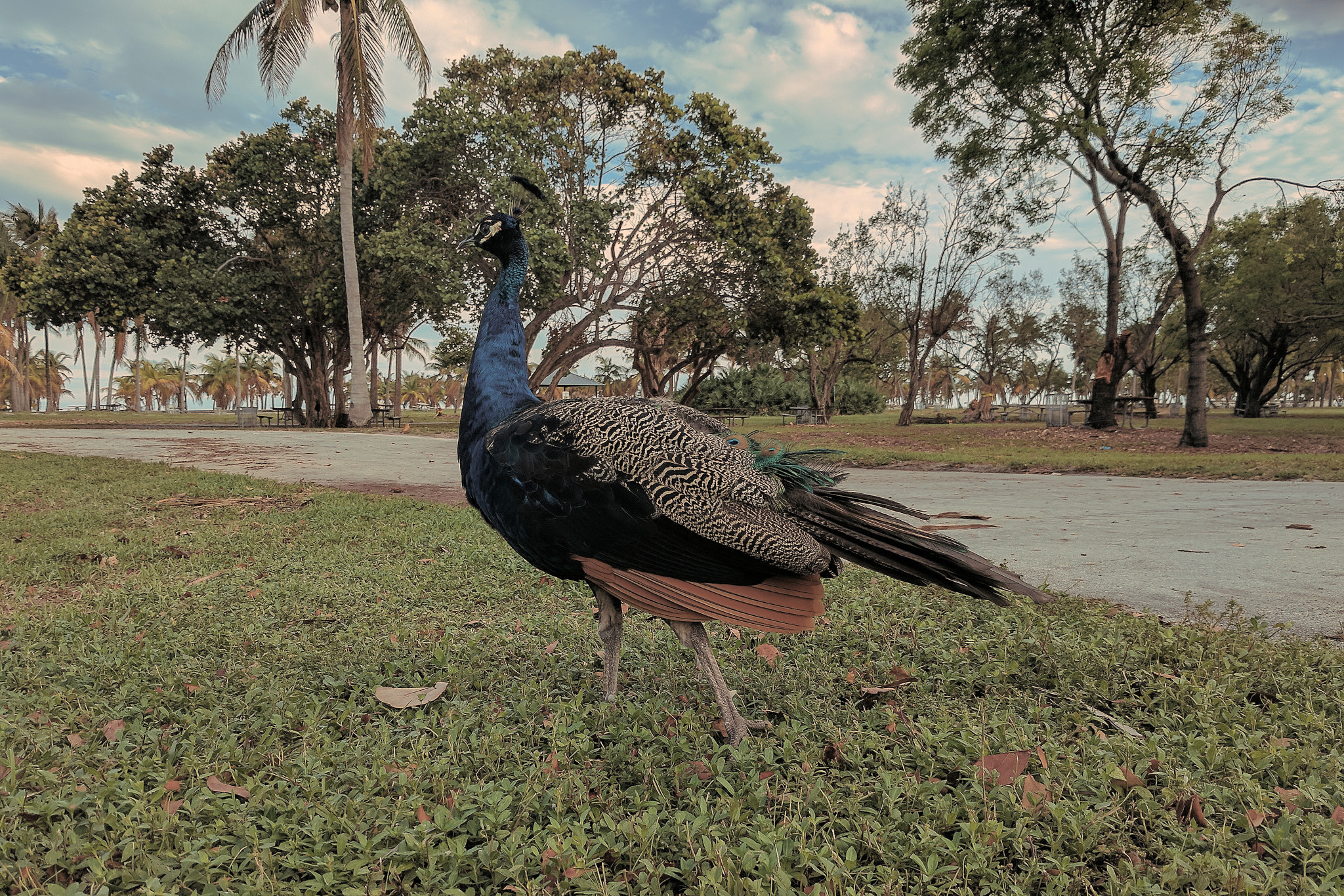 Google Pixel XL sample photo. Floridakeys photography