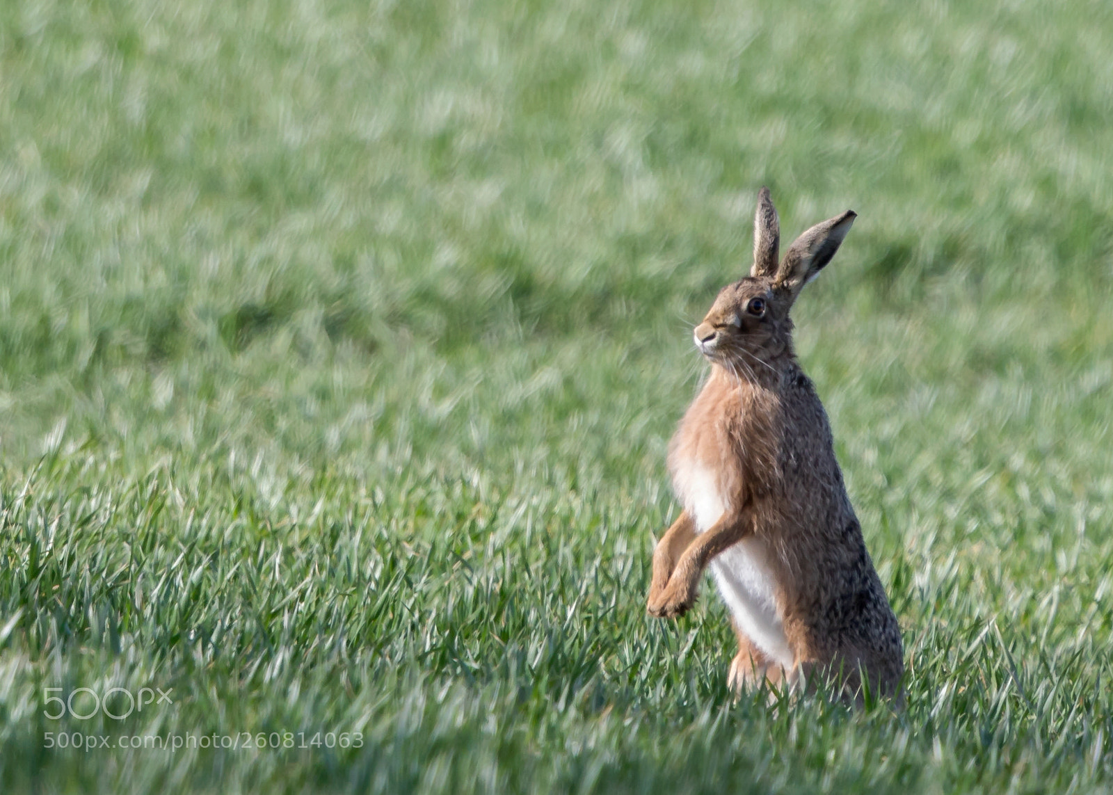 Canon EOS 5D Mark IV sample photo. Hare 'standing up' photography