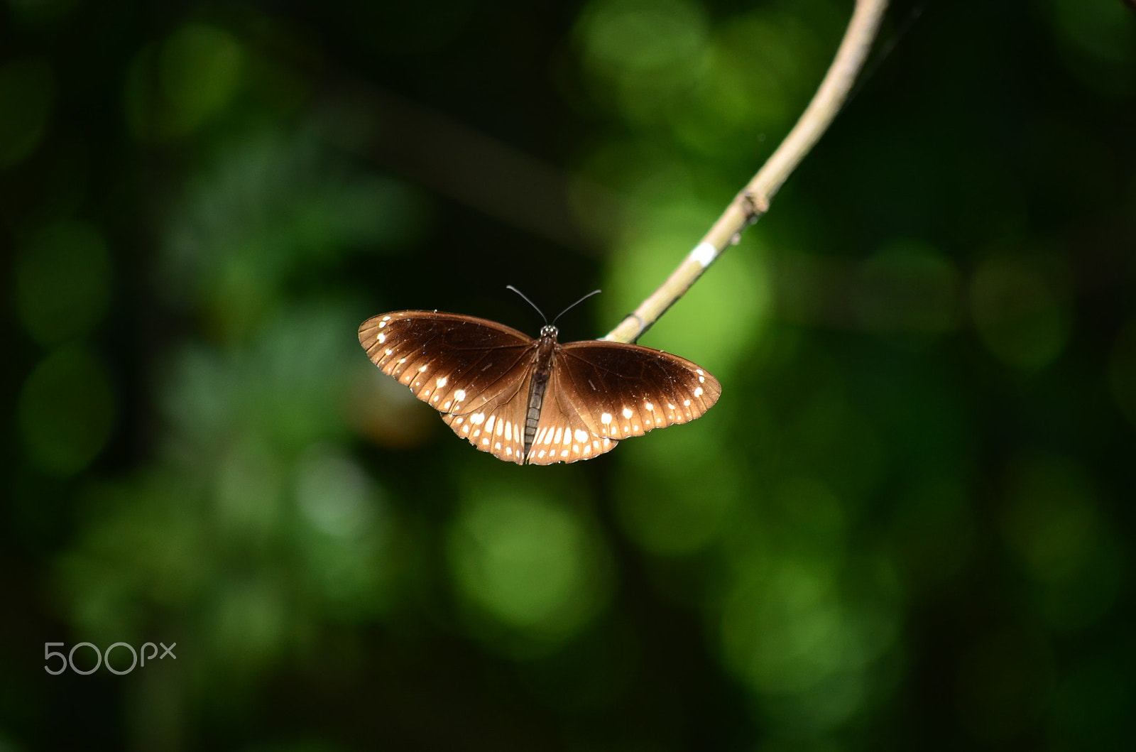 Nikon D5100 sample photo. Nature's creations photography