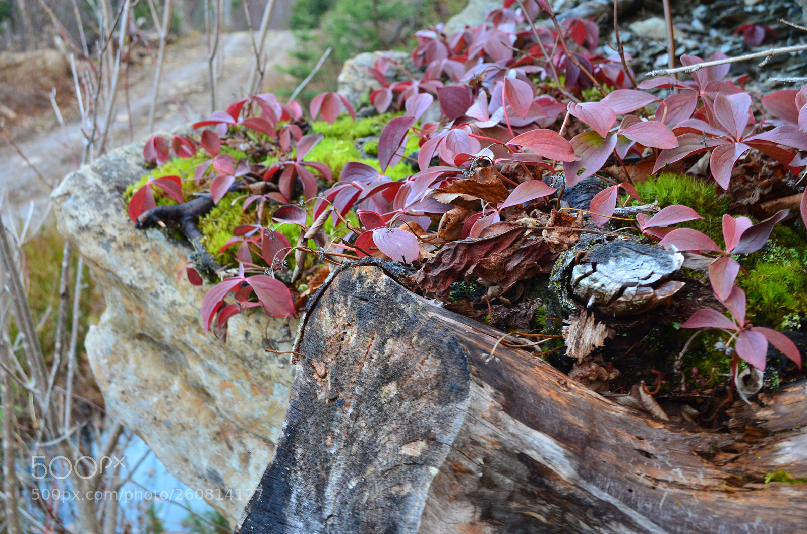 Nikon D5100 sample photo. Denika hamlyn nature shots photography
