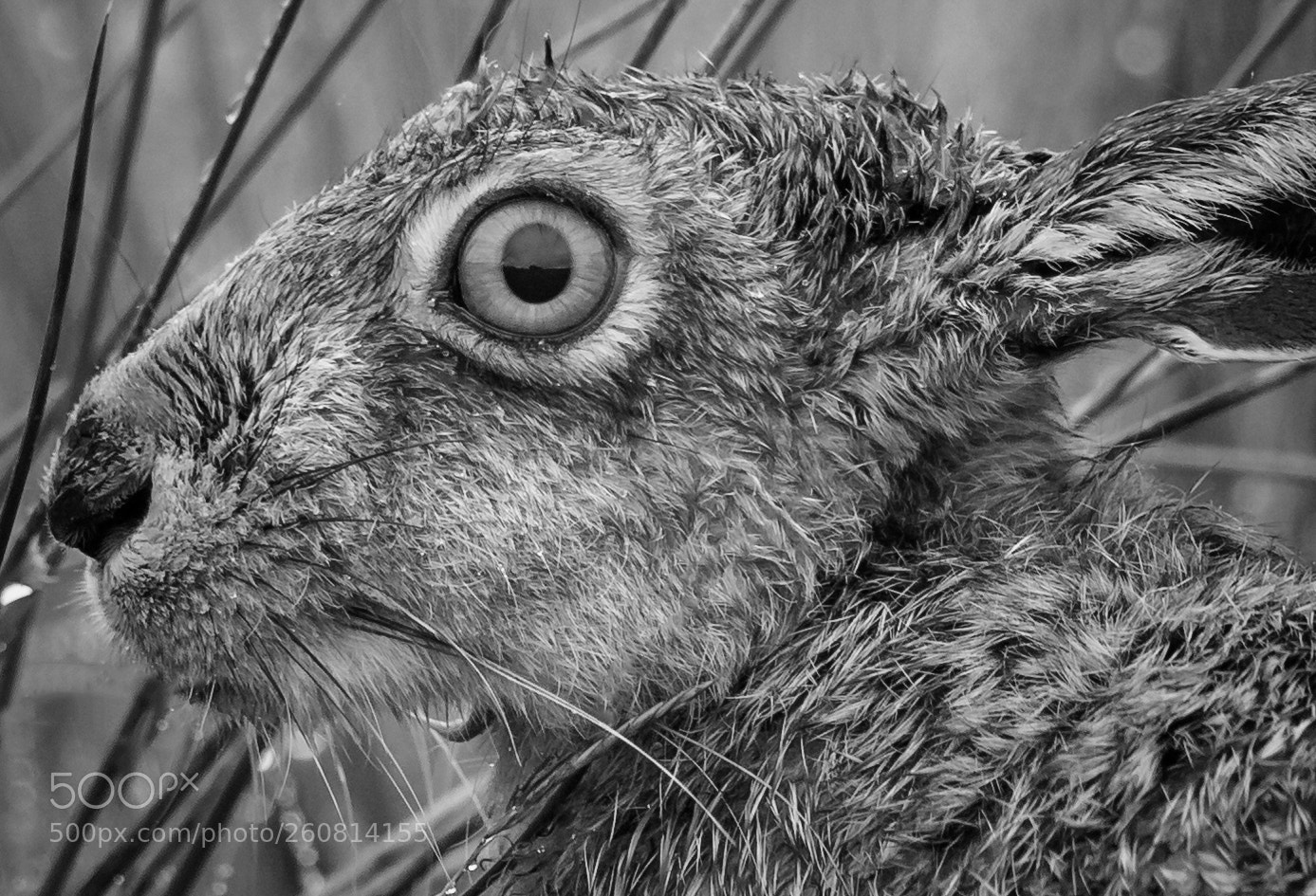 Canon EOS 5D Mark IV sample photo. Hare 'close up' photography