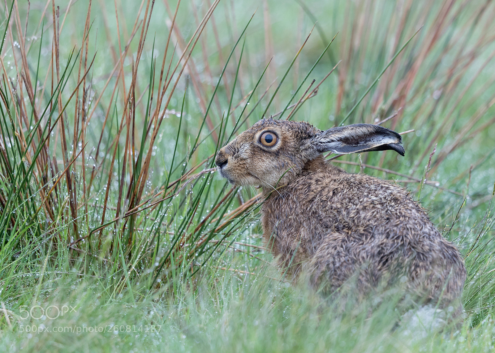 Canon EOS 5D Mark IV sample photo. Wet hare photography