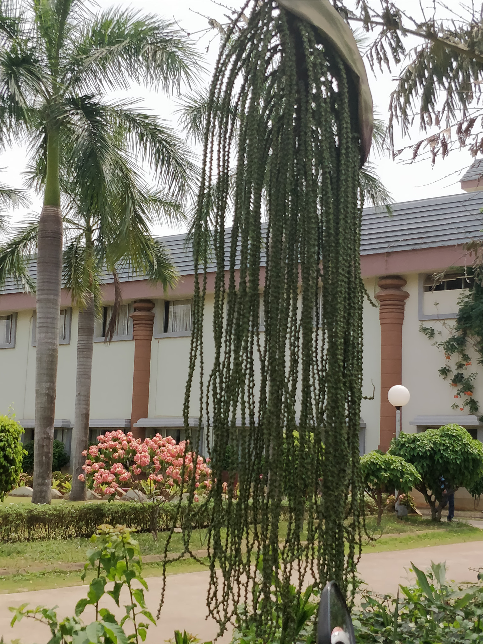 OnePlus 5T sample photo