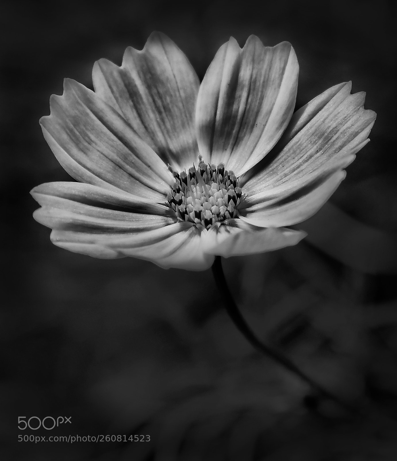 Canon EOS 7D Mark II sample photo. Mono cosmos photography