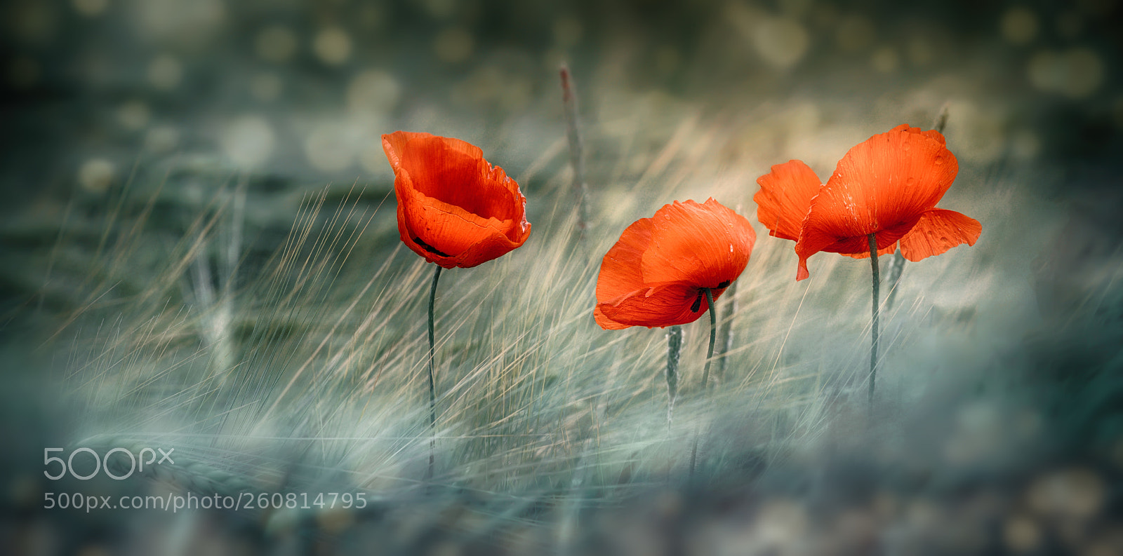 Nikon D800E sample photo. Red magic of nature! photography