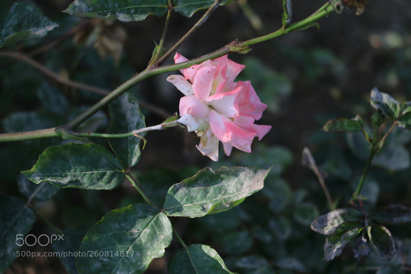 Canon EOS 70D sample photo. Flowers photography
