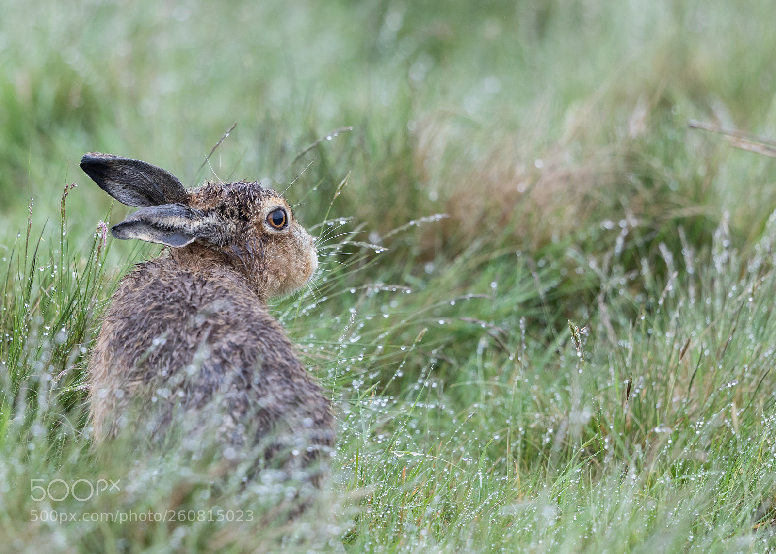 Canon EOS 5D Mark IV sample photo. Hare photography