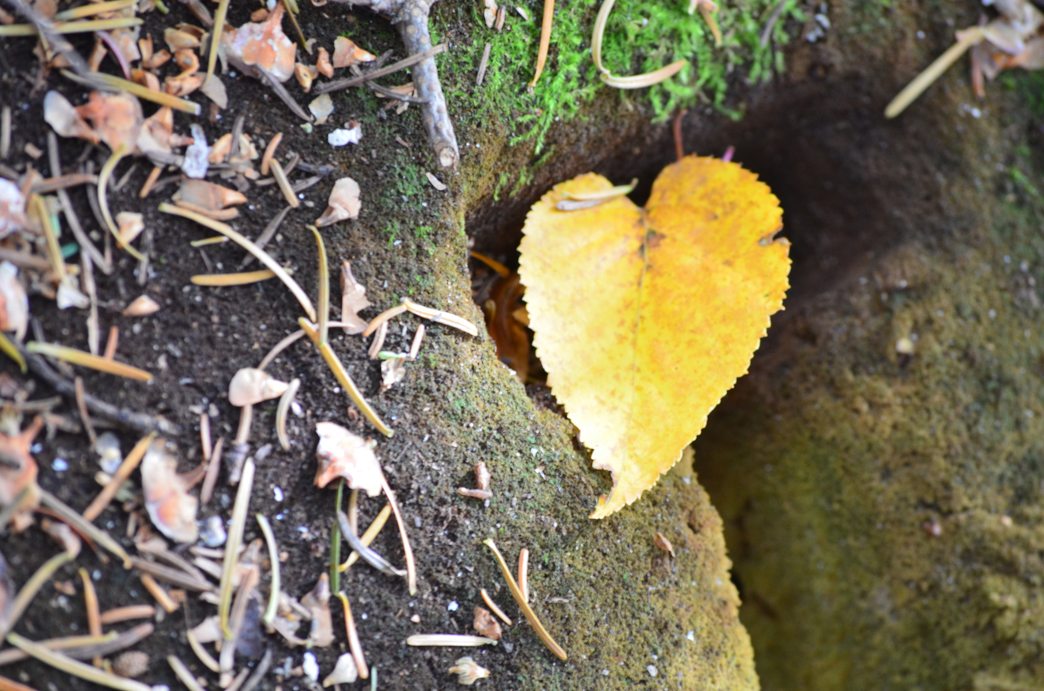 Nikon D5100 sample photo. Denika hamlyn nature shots photography