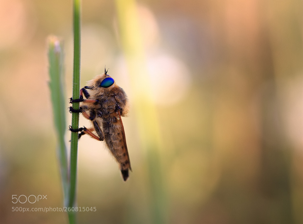 Canon EOS 7D sample photo. Robber fly photography