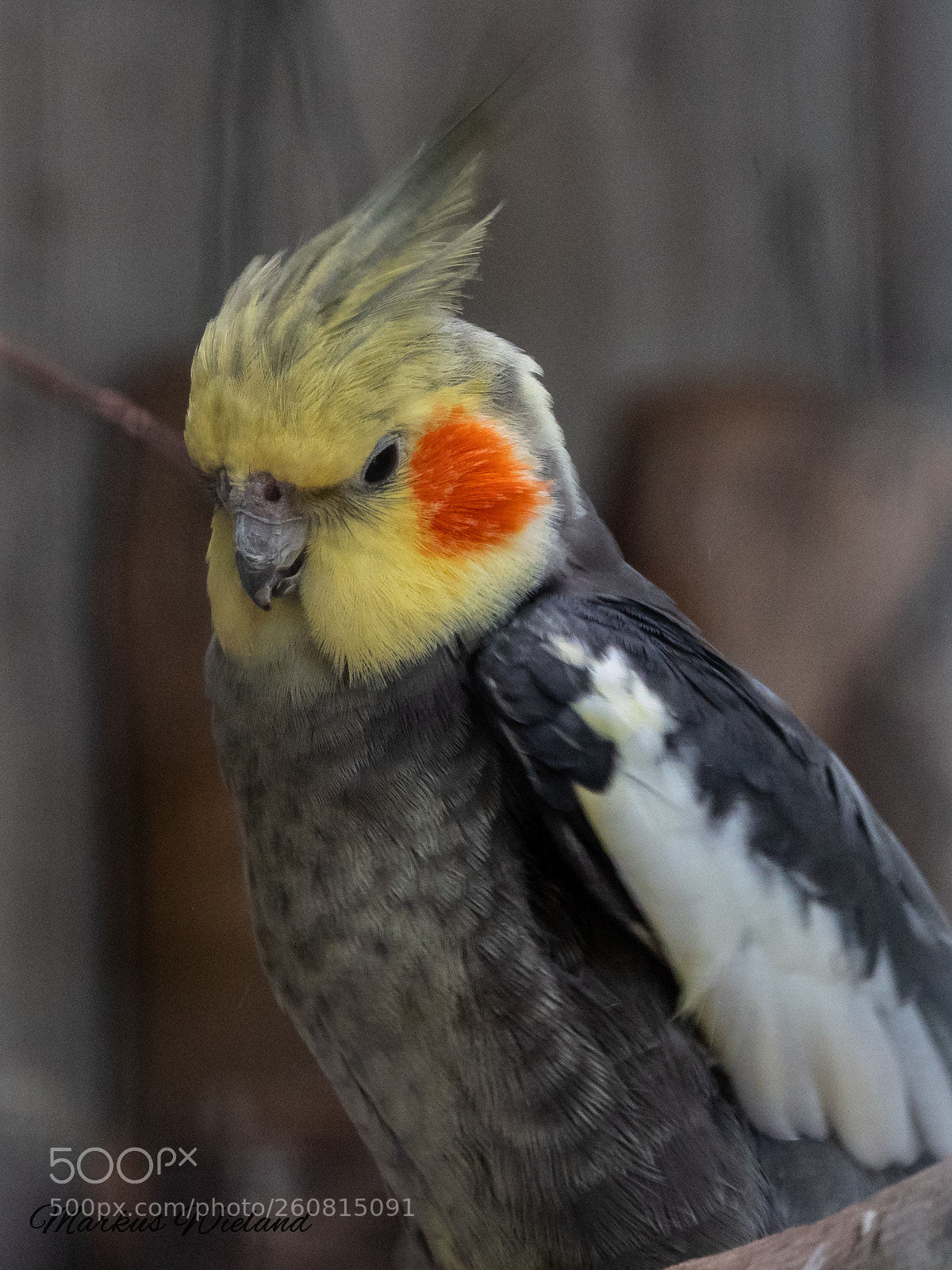 Panasonic Lumix DC-G9 sample photo. Vogel im kurpark photography