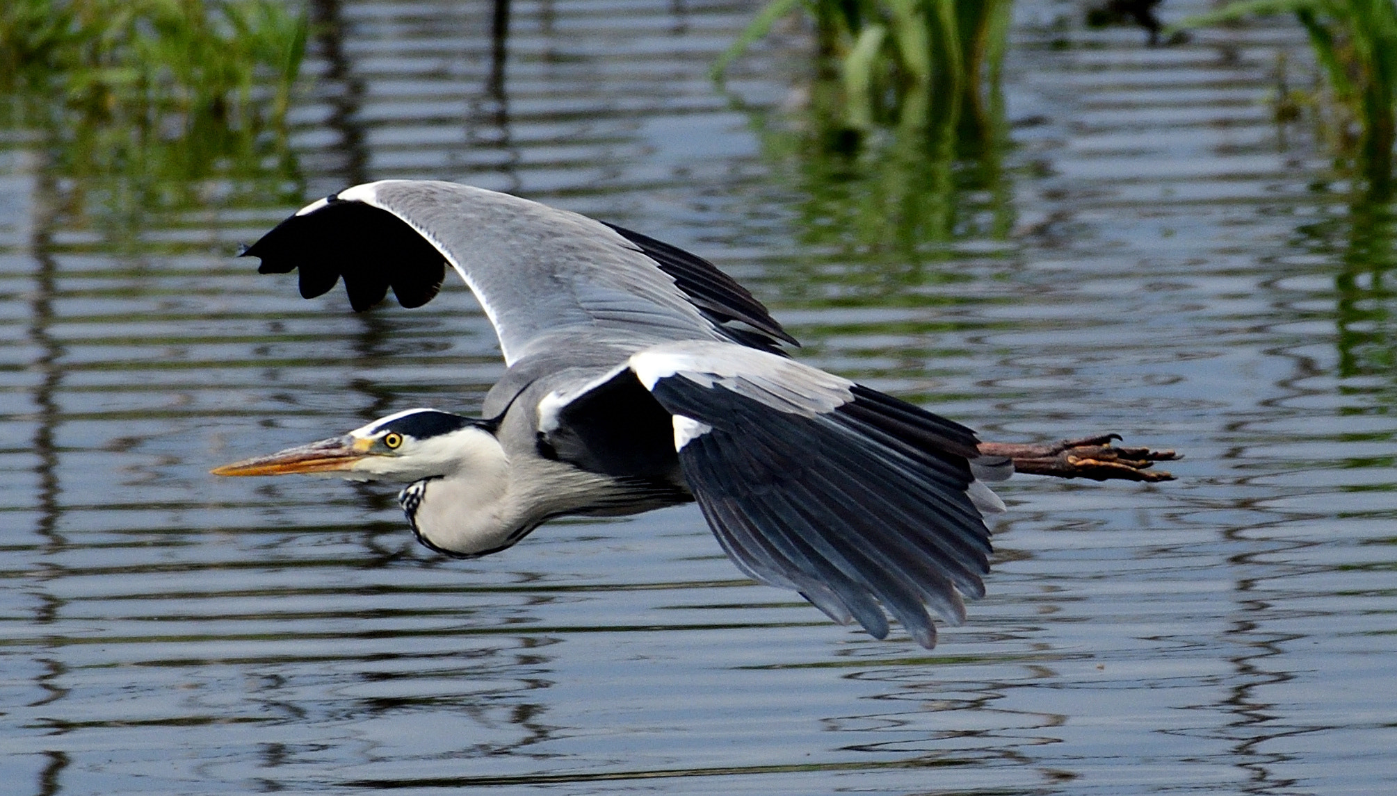 Nikon AF-S Nikkor 200-500mm F5.6E ED VR sample photo. Garza en vuelo photography