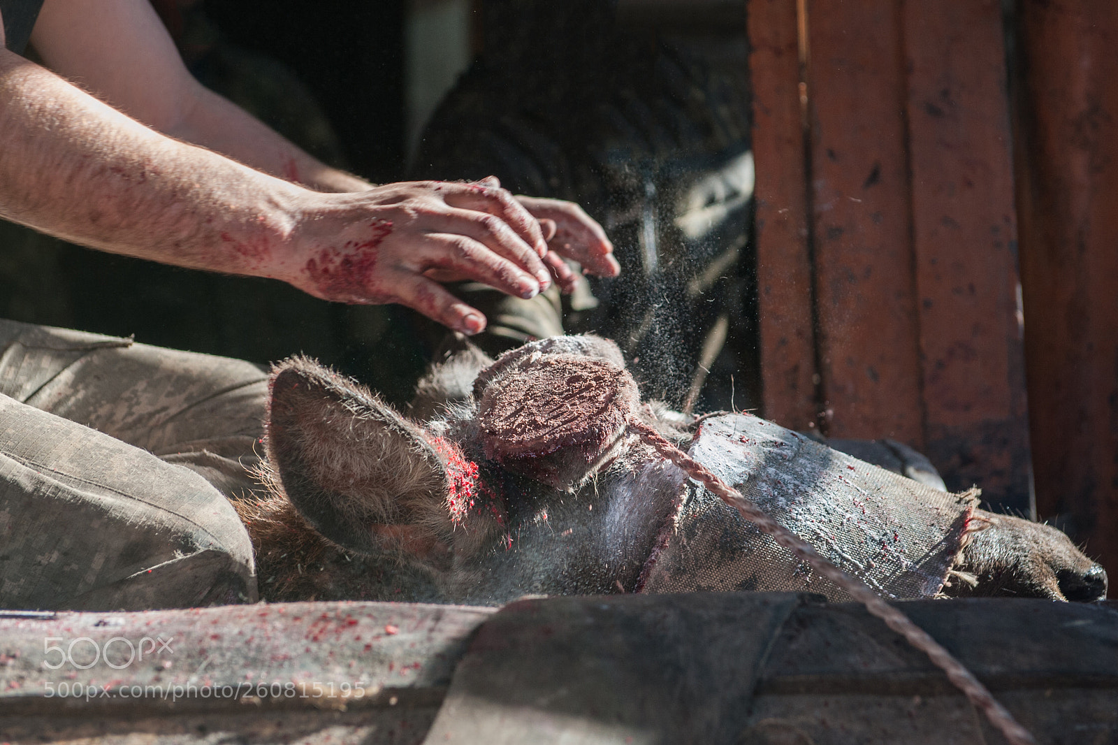 Nikon D700 sample photo. Cutting antlers of altaic photography