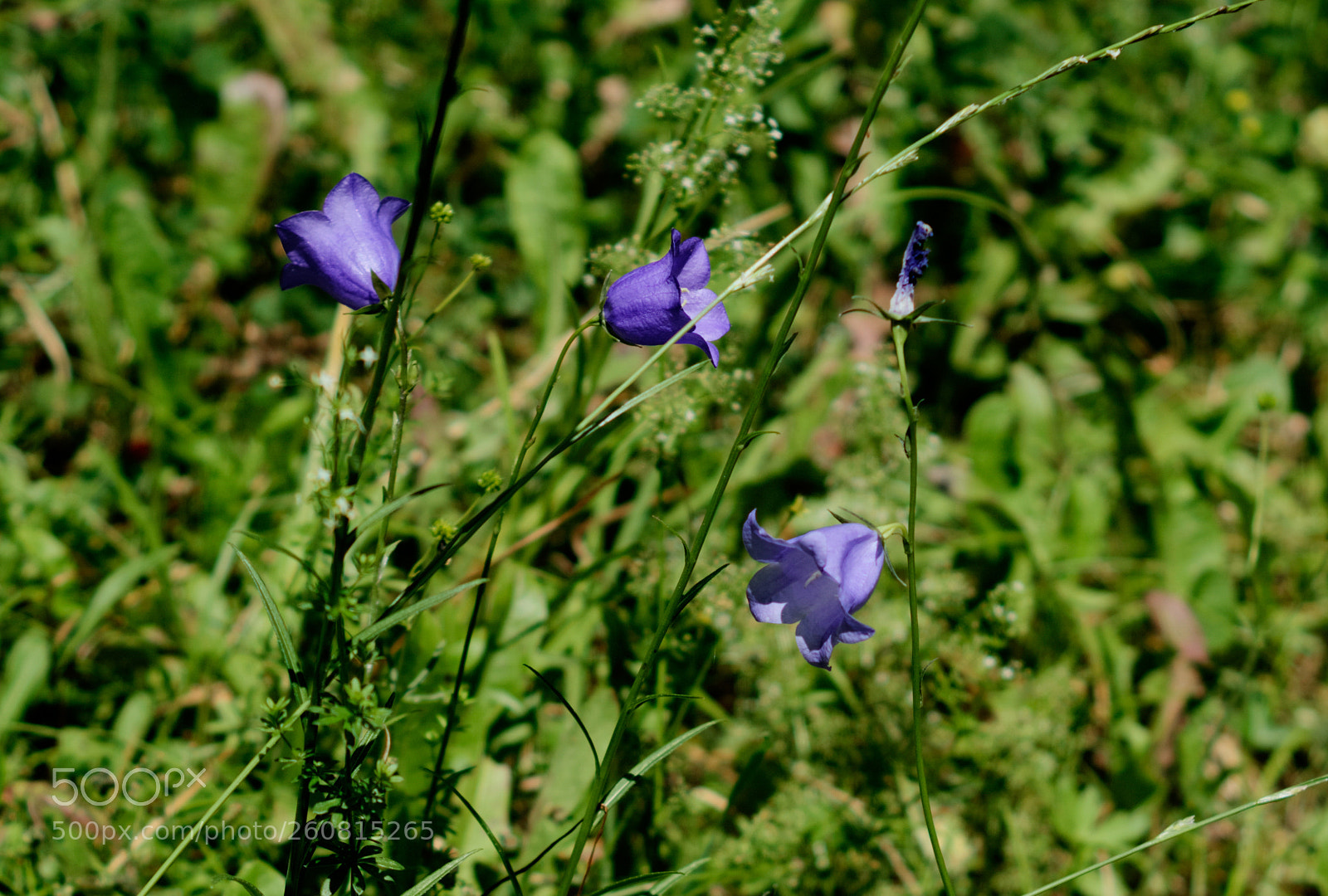 Sony a6000 sample photo. Das hatte die marguerite photography