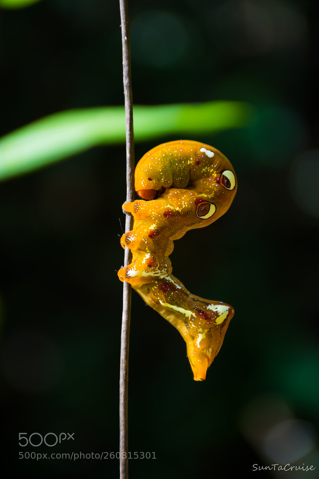 Nikon D7200 sample photo. Worm in the forest photography