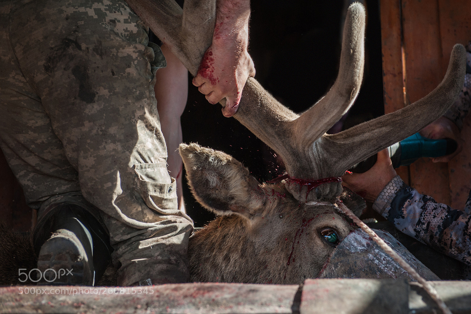 Nikon D700 sample photo. Cutting antlers of altaic photography