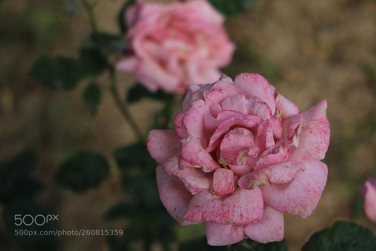 Canon EOS 70D sample photo. Flowers photography