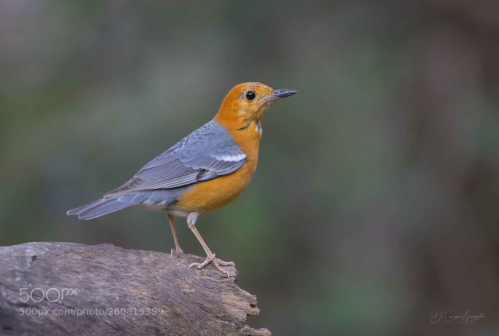 Canon EOS-1D X sample photo. Orange-headed thrush photography