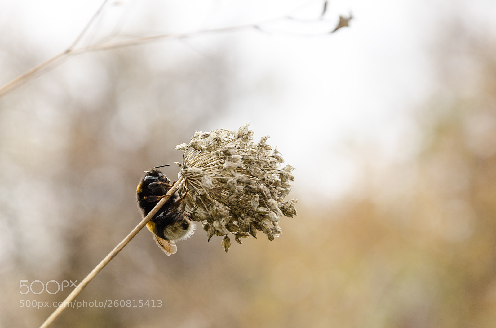 Nikon D7000 sample photo. Year last bumblebee photography