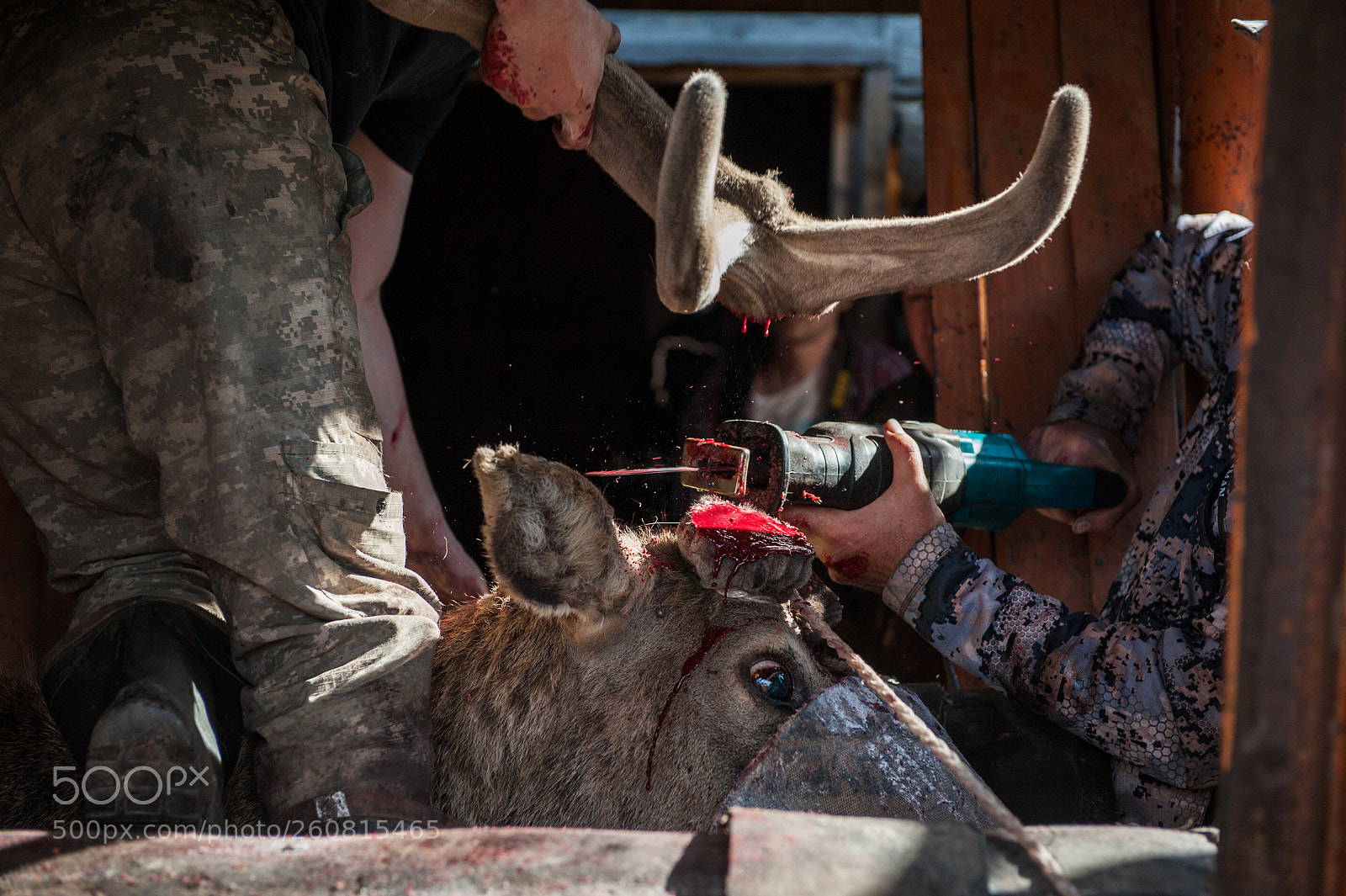 Nikon D700 sample photo. Cutting antlers of altaic photography