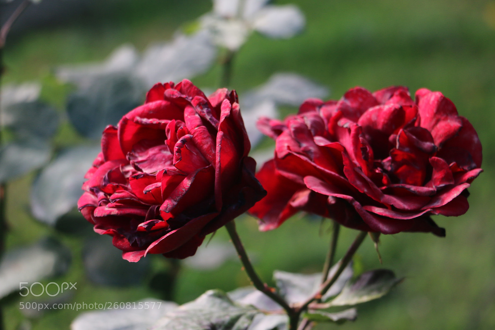 Canon EOS 70D sample photo. Flowers photography