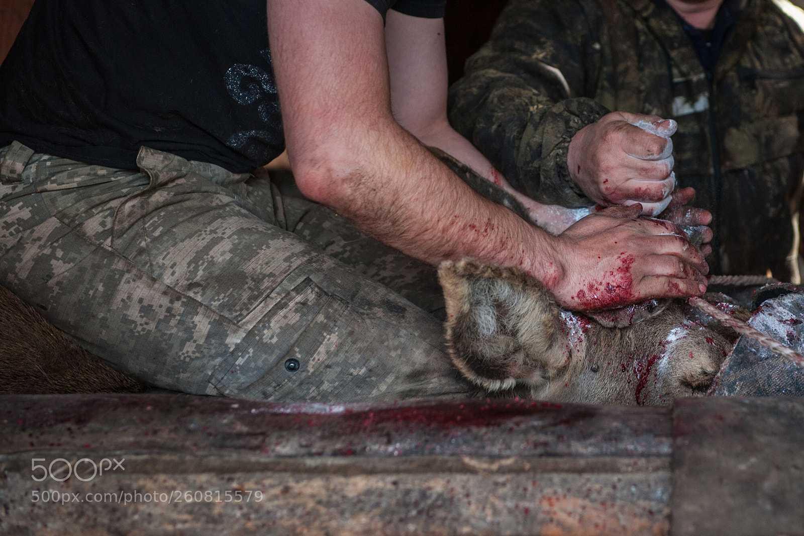 Nikon D700 sample photo. Cutting antlers of altaic photography