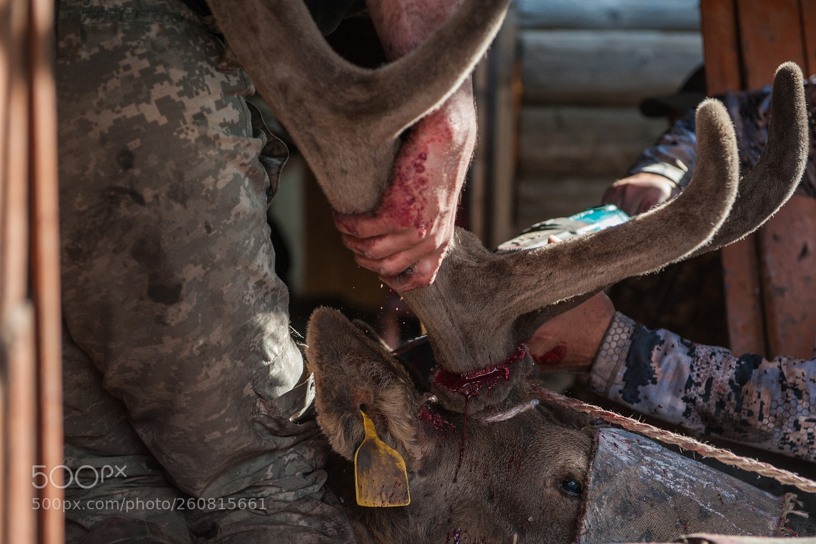Nikon D700 sample photo. Cutting antlers of altaic photography