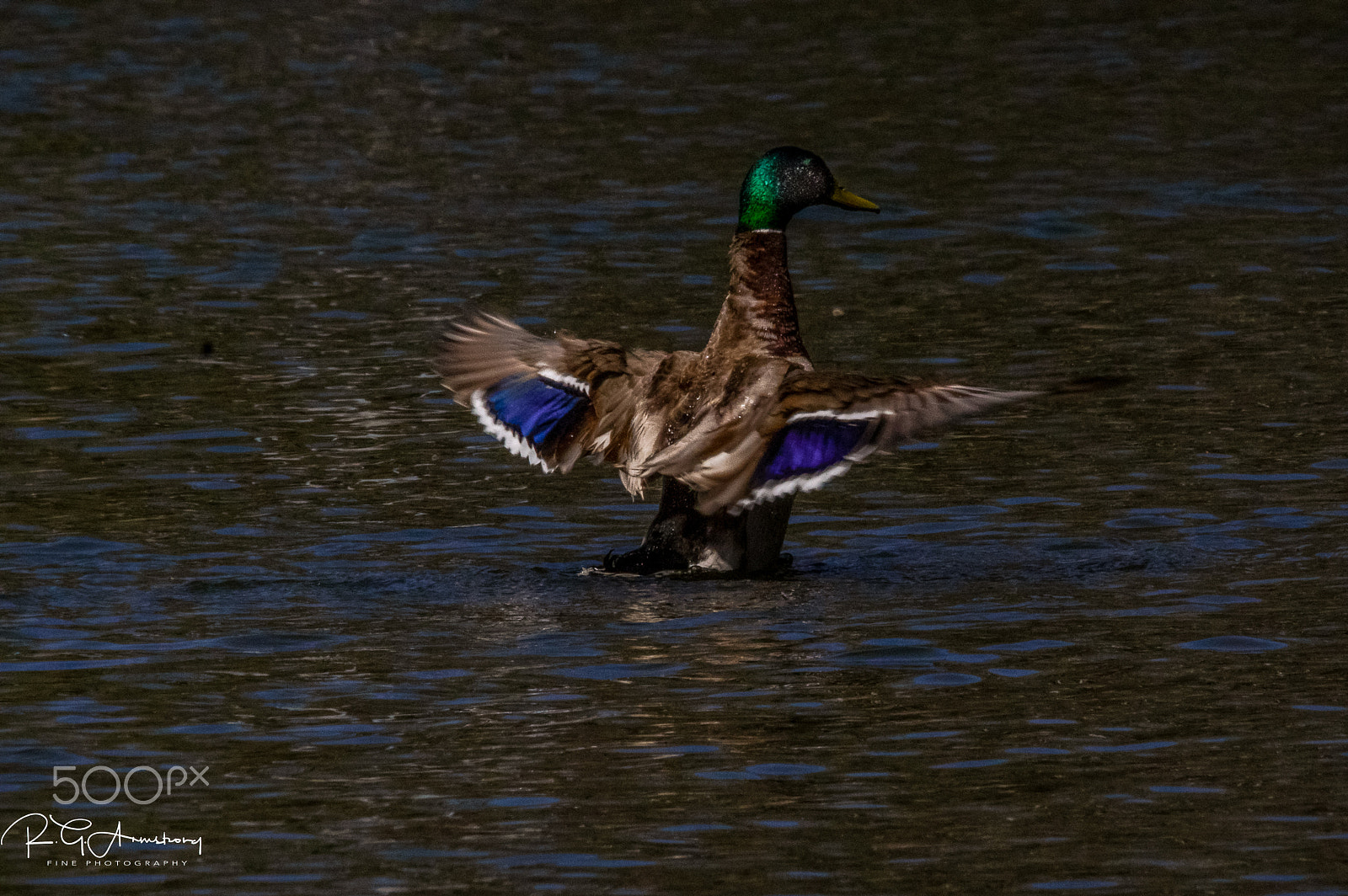 Pentax K-3 II sample photo. Mallard uplift photography