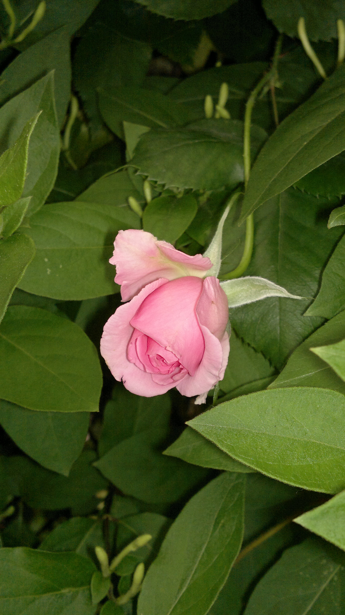 Nokia N8-00 sample photo