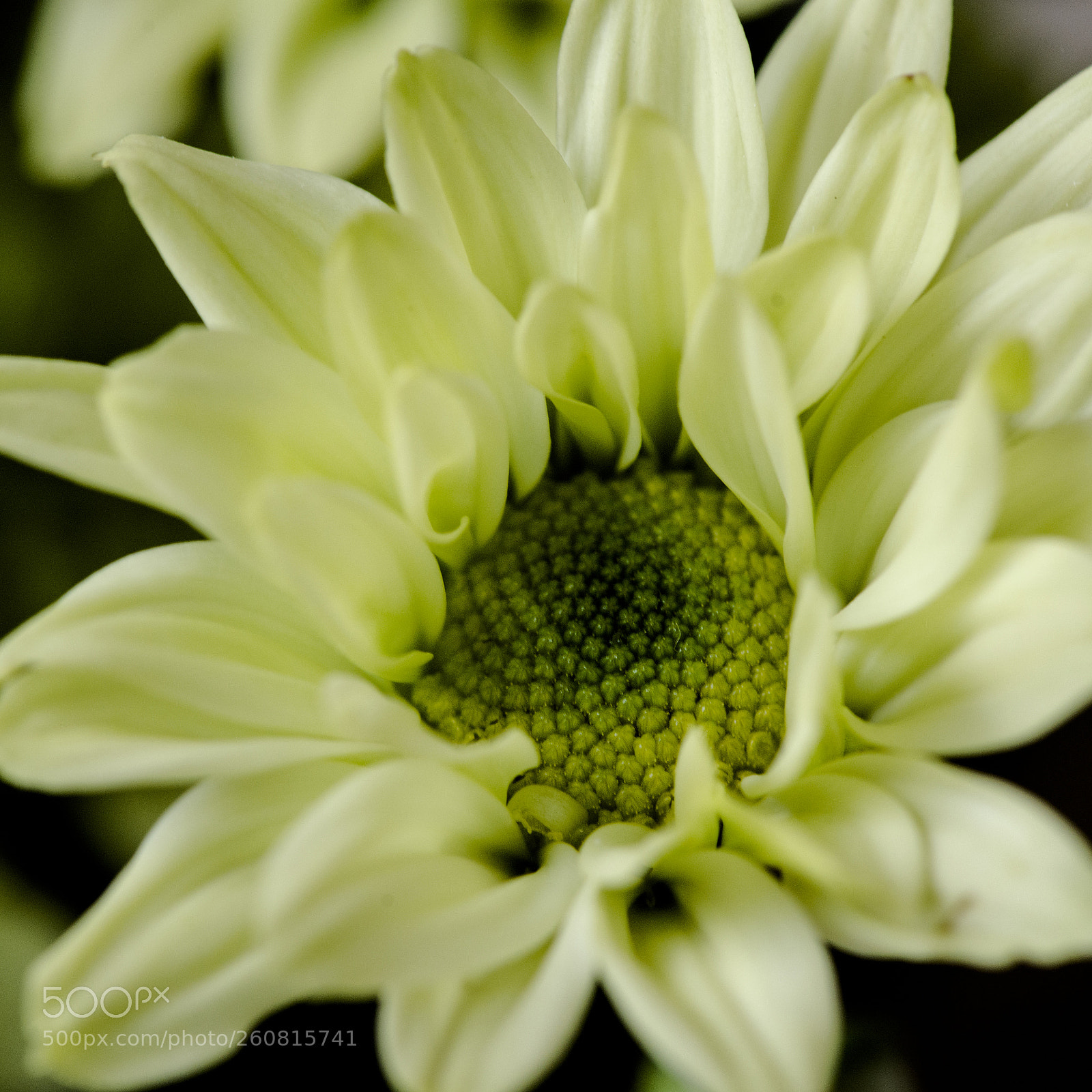 Nikon D800 sample photo. Carefree 1968 * flower 03 photography