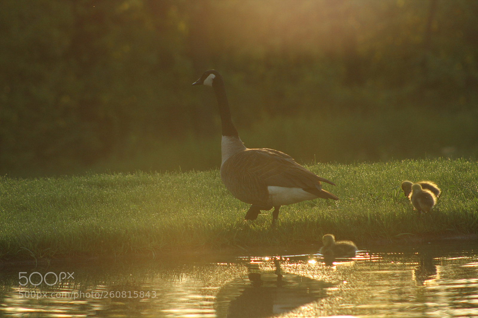 Canon EF 75-300mm f/4-5.6 sample photo. Untitled photography