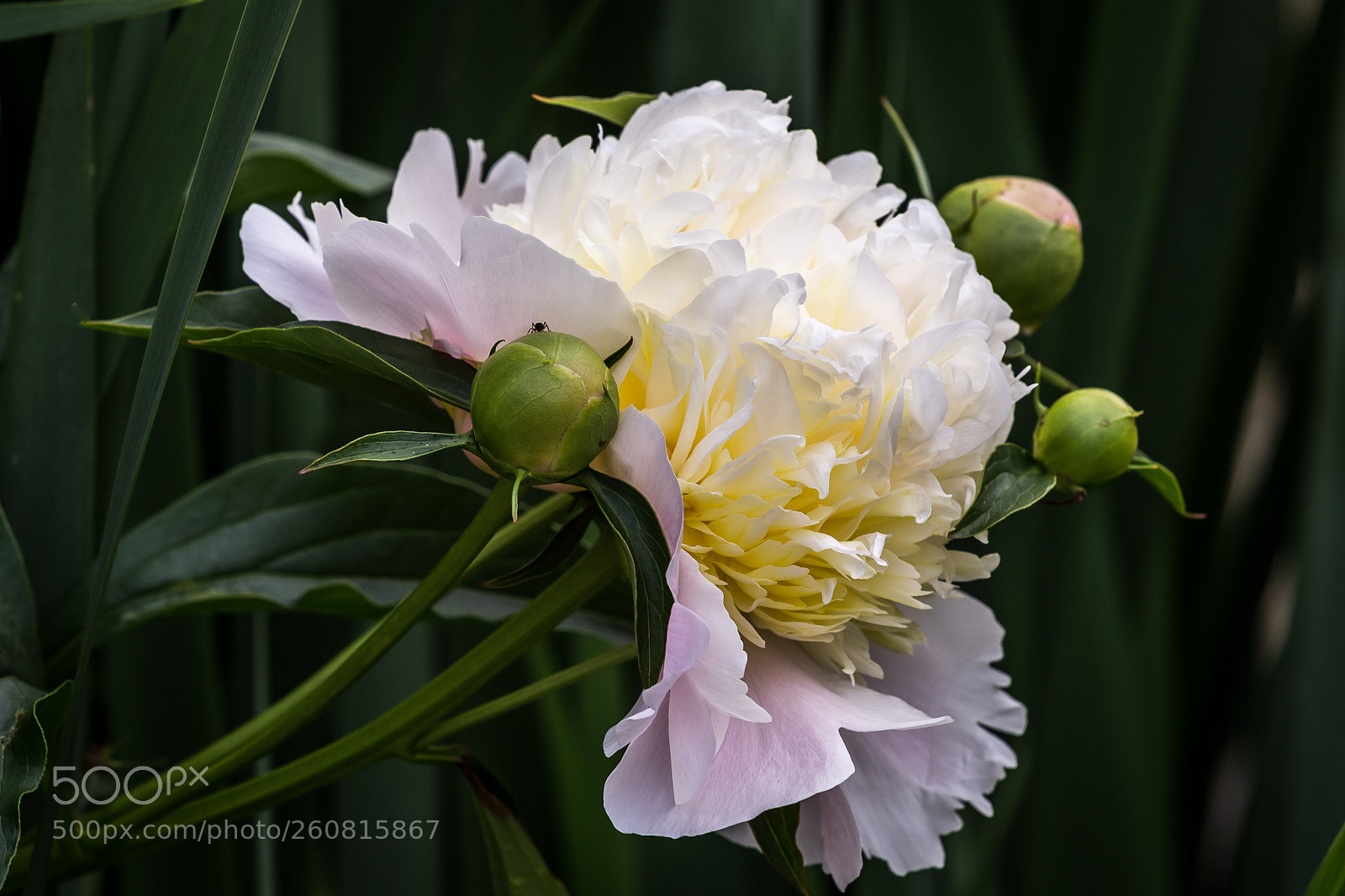Canon EOS 6D sample photo. 'bowl of beauty' peony photography