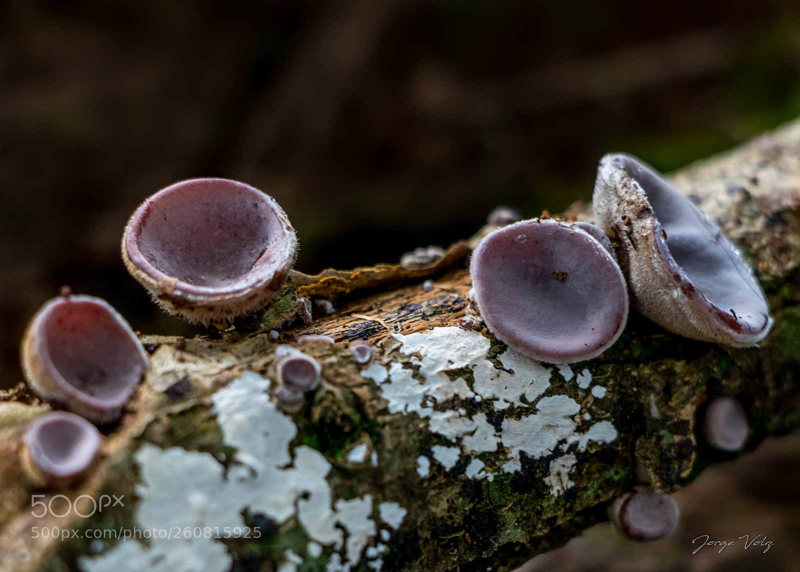 Canon EOS 80D sample photo. Mushrooms photography
