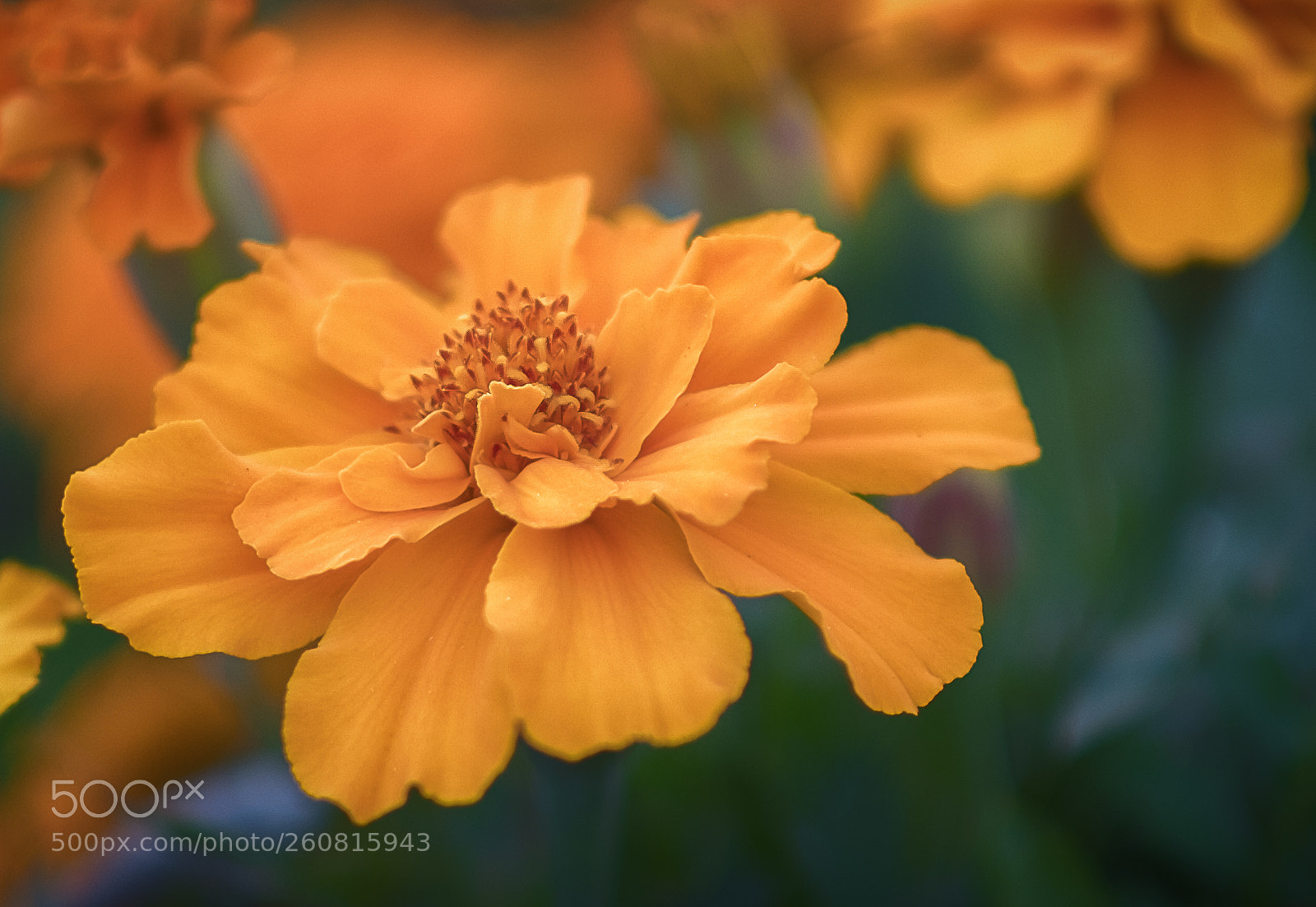 Fujifilm X-T2 sample photo. Edit photography