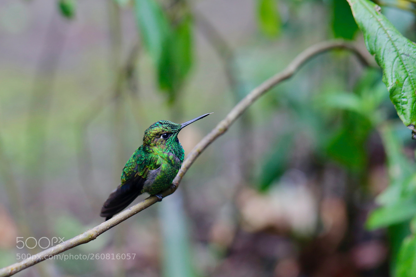 Canon EOS 6D sample photo. Male coppery-headed emerald hummingbird photography