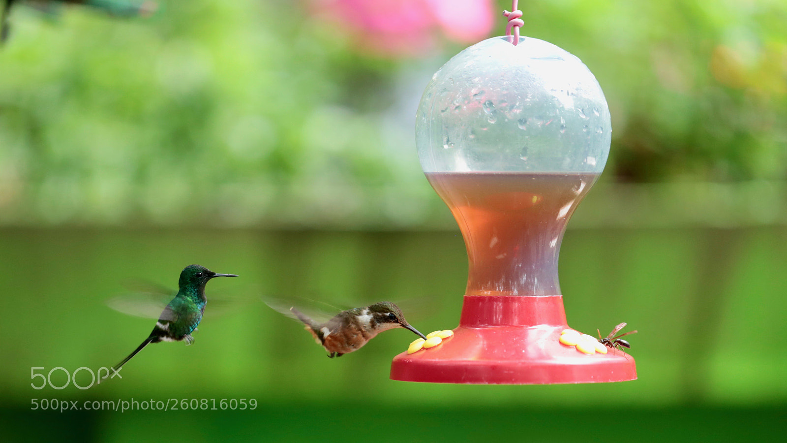 Canon EOS 6D sample photo. Fighting for the sugar photography