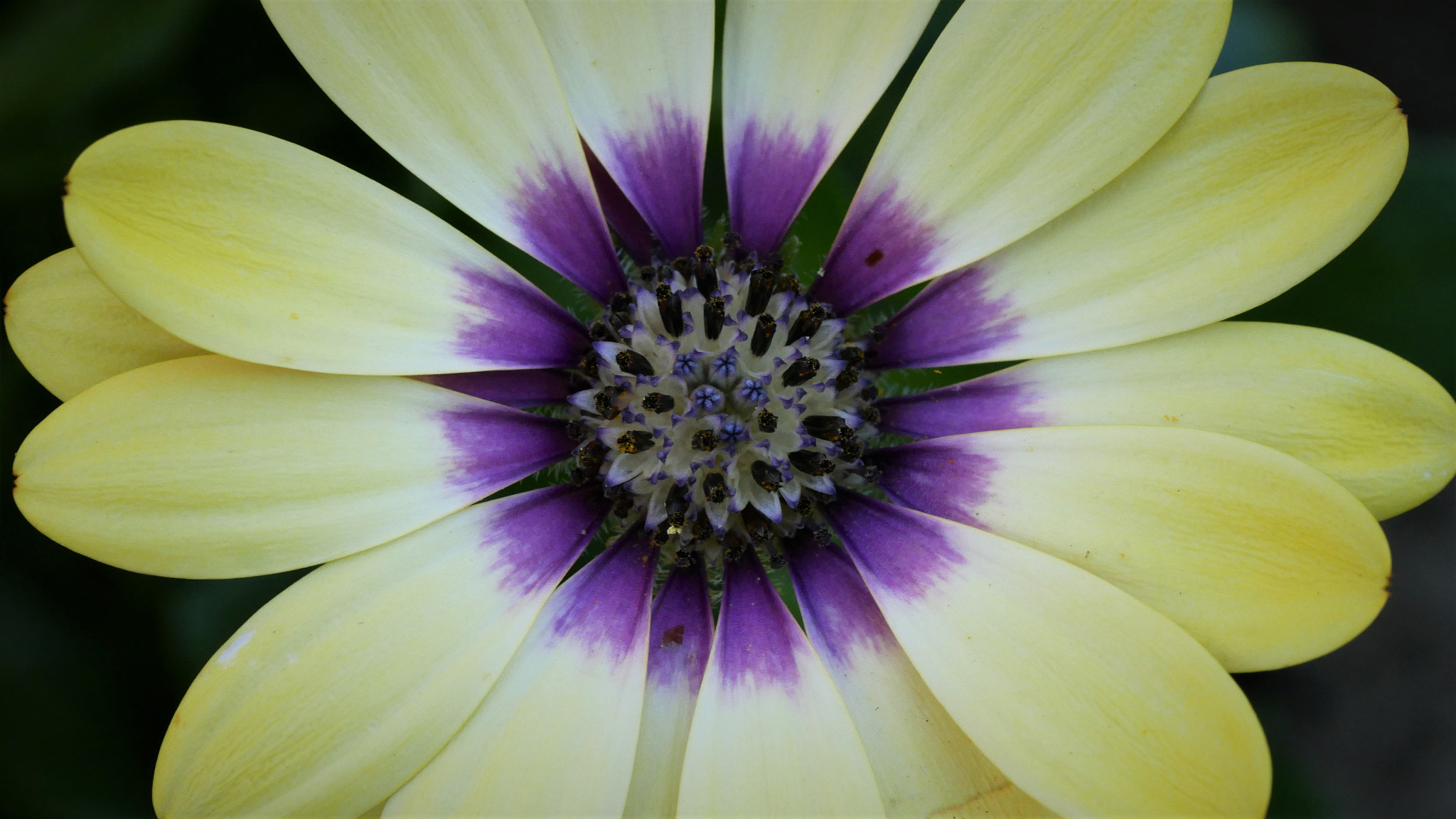 Panasonic DMC-G81 sample photo. Osteospermum / kapkörbchen photography