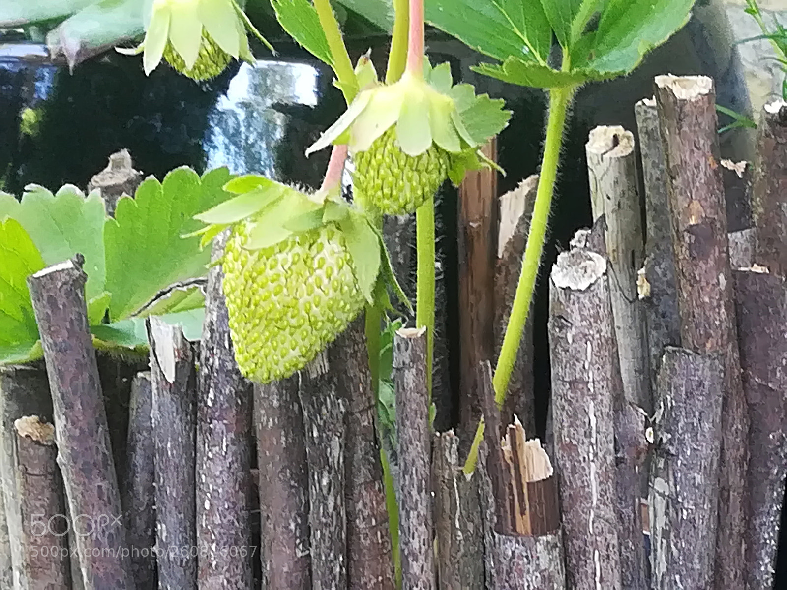 HUAWEI P10 lite sample photo. Green strawberry in garden photography
